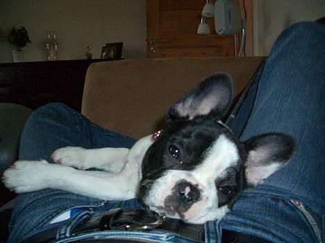 Fransk bulldog Frigg - Slænger sig med mor i sofaen billede 9