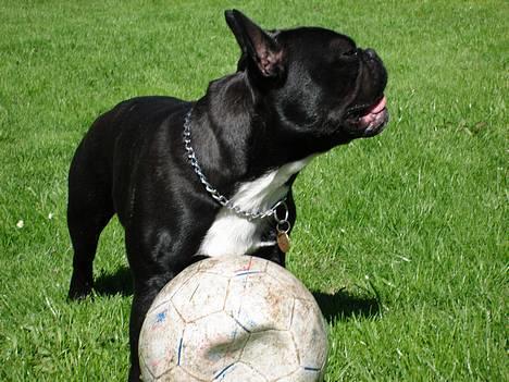 Fransk bulldog Diesel - Kom nu.....Jeg er klar! billede 1