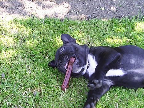 Fransk bulldog Diesel - 12 uger billede 3