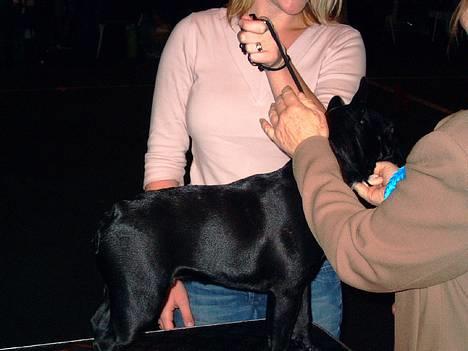 Fransk bulldog Diesel - På udstilling i Aars, hvor jeg vandt det hele i min klasse! billede 4