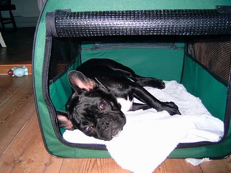 Fransk bulldog Diesel - Det er hårdt at være på udstilling...Så er man træt når man kommer hjem. billede 5