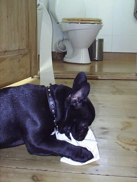 Fransk bulldog Diesel - Hov...jeg troede du var i bad mor...!!  billede 6