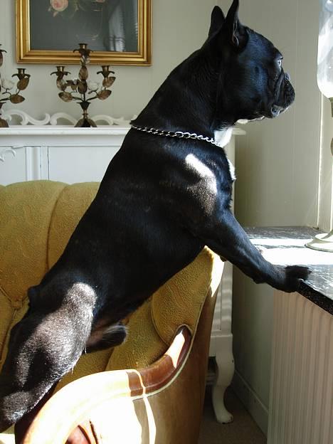 Fransk bulldog Diesel - Jubii....NU kommer Oscar! Så skal der leges. billede 7