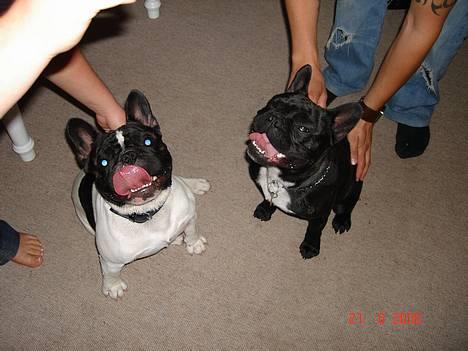 Fransk bulldog Diesel - Mig og min bedste ven Oscar. billede 8