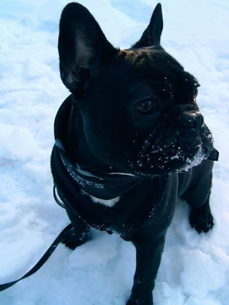 Fransk bulldog Diesel - Flotte fyr!! 8 mdr.  billede 9