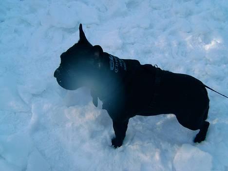 Fransk bulldog Diesel - December 2005 8 mdr. billede 11