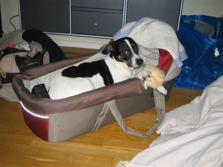 Dansk svensk gaardhund Nicki -  vil være baby hvalp igen billede 13