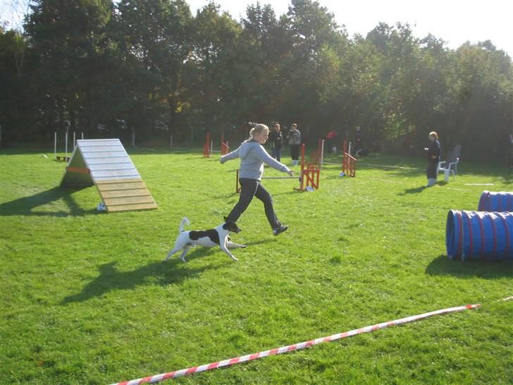 Dansk svensk gaardhund Nicki - Agility stævne ( 7. oktober ) billede 14