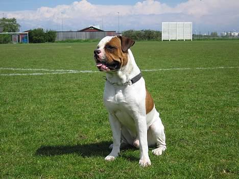 Amerikansk bulldog Kettner´s Batman (Nico) billede 1