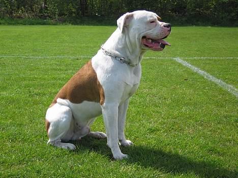 Amerikansk bulldog Kettner´s Batman (Nico) billede 2