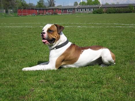 Amerikansk bulldog Kettner´s Batman (Nico) billede 3