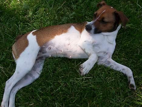 Dansk svensk gaardhund Mimzi billede 11