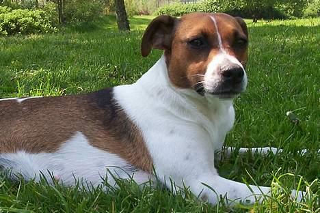 Dansk svensk gaardhund Mimzi billede 12