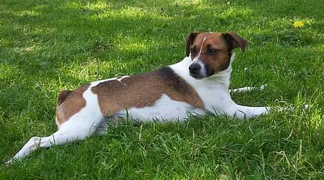 Dansk svensk gaardhund Mimzi billede 13