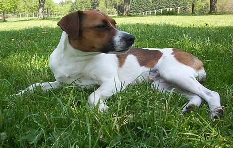 Dansk svensk gaardhund Mimzi billede 14