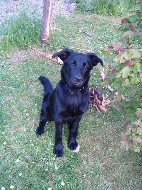 Blanding af racer Zenta - nyt ! billede 13