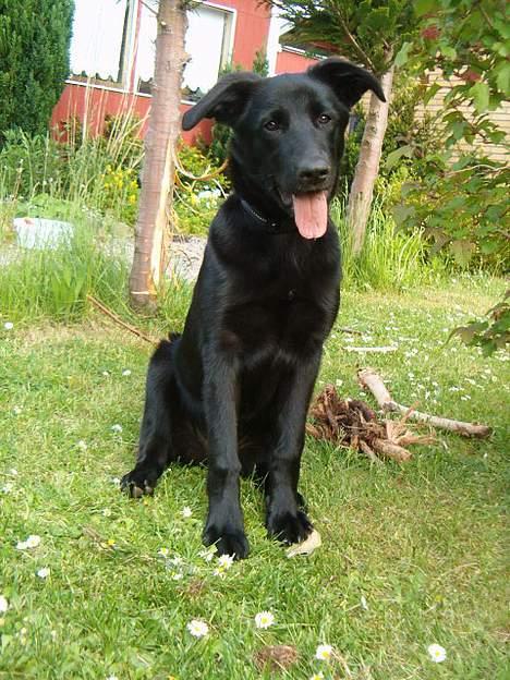 Blanding af racer Zenta - Nyt ! billede 14