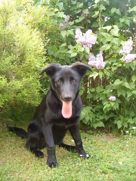 Blanding af racer Zenta - Nyt ! billede 15