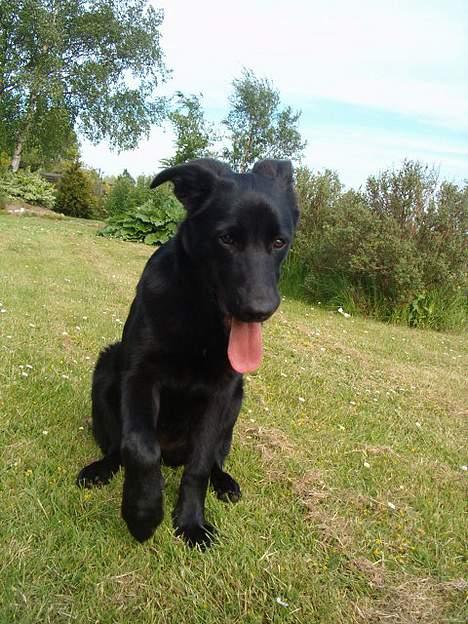 Blanding af racer Zenta - Nyt ! billede 16