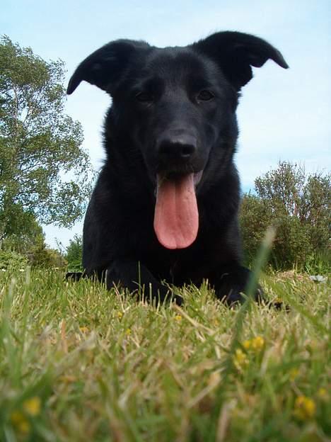 Blanding af racer Zenta - Nyt ! billede 17