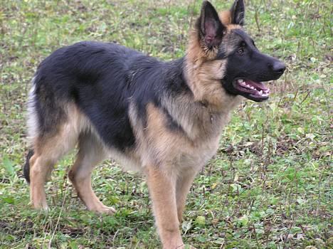 Schæferhund Aika - NYT billede 13