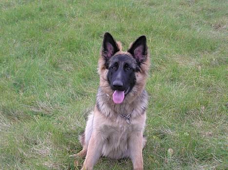 Schæferhund Aika - NYT billede 15