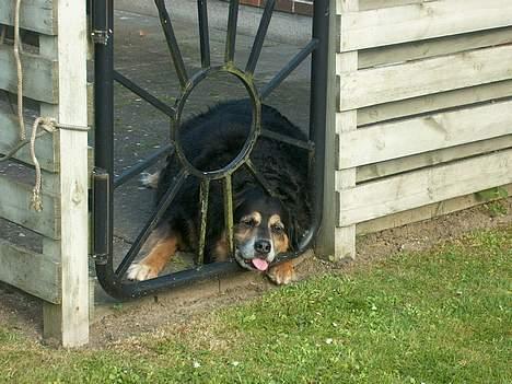 Blanding af racer Nicki  - Shit, Sanni har været sød i år, så varmt der er her på hendes fødselsdag!! billede 18