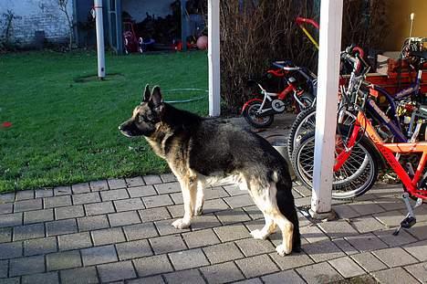 Schæferhund Chico - Chico holder øje med naboens katte :) billede 2