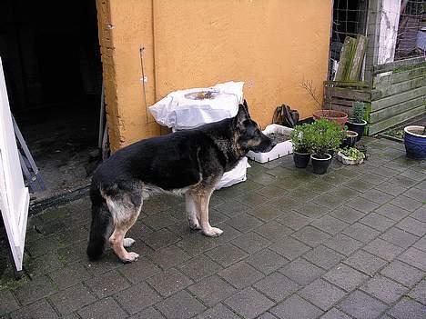 Schæferhund Chico - Chico billede 3