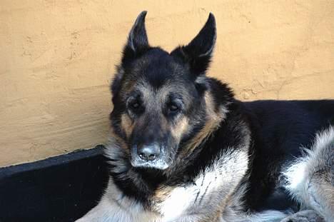 Schæferhund Chico - 2 dage før han blev aflivet :( billede 4