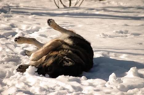 Schæferhund Chico - sneeeeeeeeee herligt :) feb 2005 billede 6