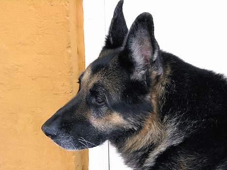 Schæferhund Chico - han var da rigtig flot ikk :) billede 7