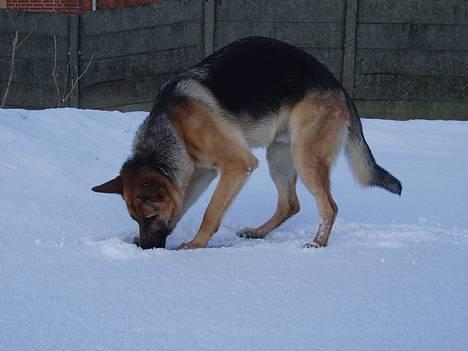Schæferhund Samie - Samie i sneen :D (onsdag, 28 december 2005) billede 11