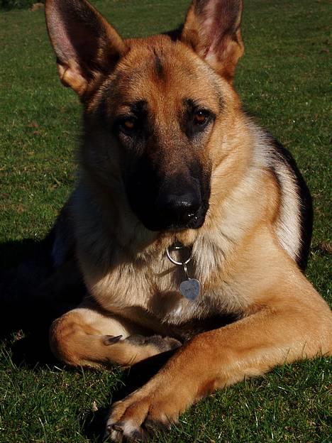 Schæferhund Samie - Samie .. søndag den 16 oktober 2005) billede 12