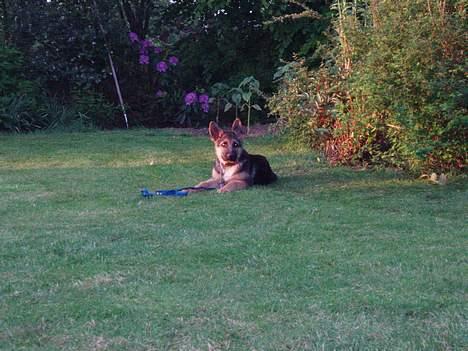 Schæferhund Samie - "Hvorfor ska jeg ligge her når du bare går!" Samie  billede 13