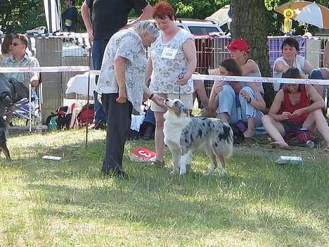 Australian shepherd izzi - skal hun nu pille ved mig igen?????? De udstillinger og så i den varme billede 7