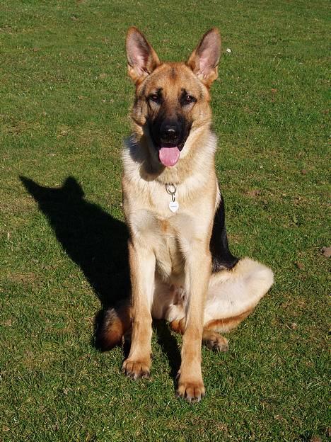 Schæferhund Samie - Sidde her ? billede 14