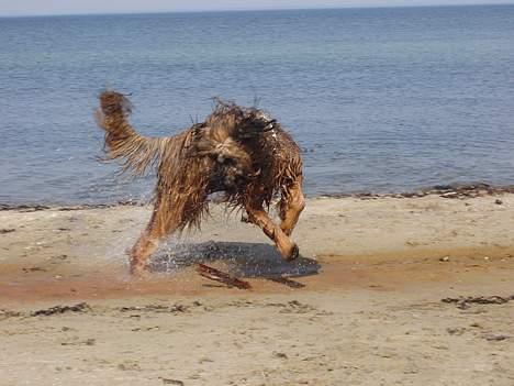Briard Carla Maxima - Sommersjov ved stranden - 28.Maj 2005 billede 16