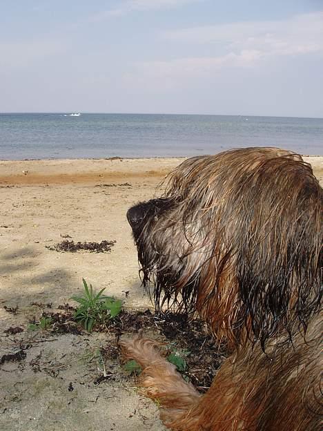 Briard Carla Maxima - Nyder den smukke udsigt ved stranden - 28.Maj 2005 billede 17