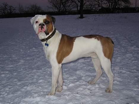 Amerikansk bulldog Kettner´s Batman (Nico) billede 4