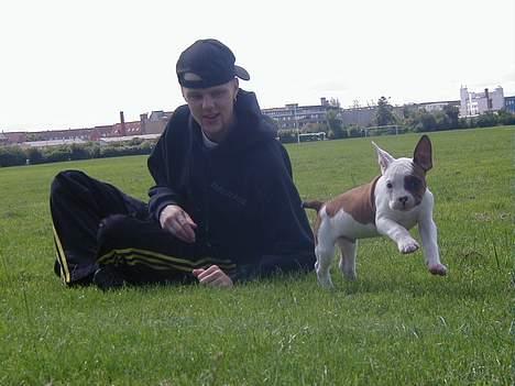 Amerikansk bulldog Kettner´s Batman (Nico) - Hey daddy! I can fly. billede 5