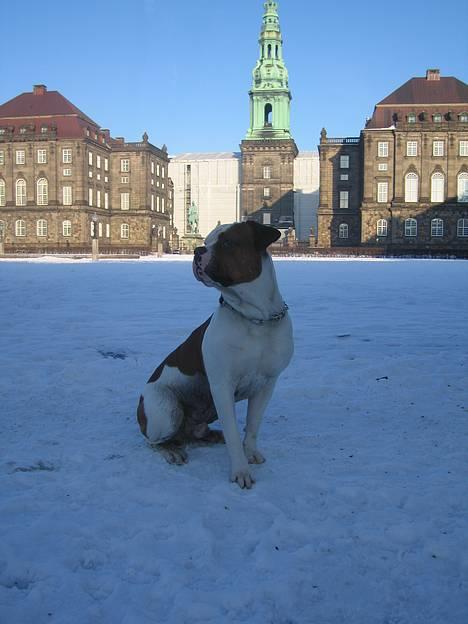 Amerikansk bulldog Kettner´s Batman (Nico) - Jeg overtager sgu snart den sk..e regering. Hehe..! billede 6