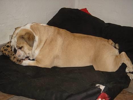 Engelsk bulldog Munthe - Er fuldstænig væk i min bamse..... billede 1