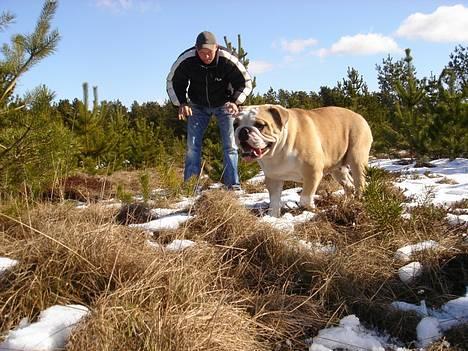 Engelsk bulldog Munthe - Sikke da et fjols hva´? Tror han selv han er farlig.... billede 2
