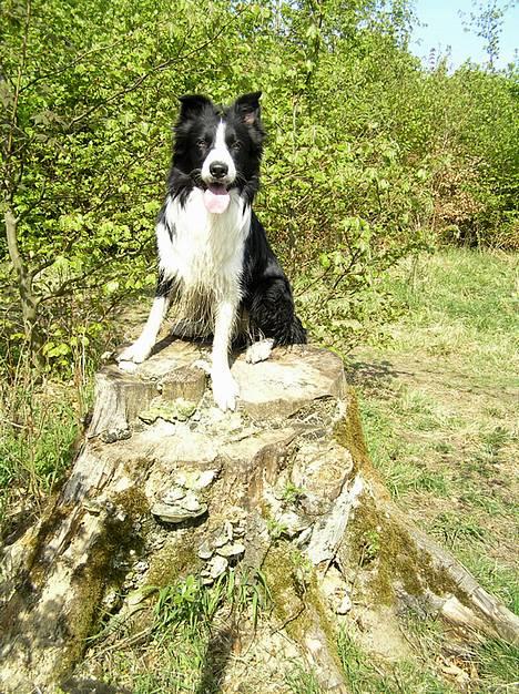 Border collie Tarco *himmelhund* - Tarco i skoven. billede 11