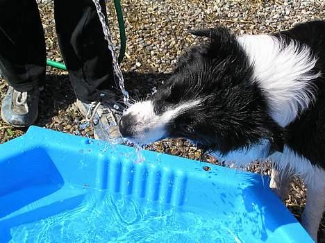 Border collie Tarco *himmelhund* - Da Tarco kom hjem fra agilitystævne d. 28/5-05 var han meget tørstig da det var næsten 27 grader varmt. billede 12