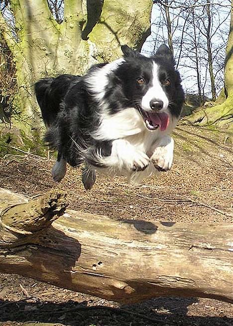 Border collie Tarco *himmelhund* - Tarco i hopla i hundeskoven billede 13