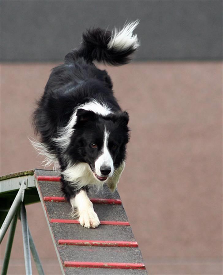 Border collie Tarco *himmelhund* - Tarco løber balancebom, han har nogle super hurtige og gode felter. (billedet er taget af Åsa E) billede 14