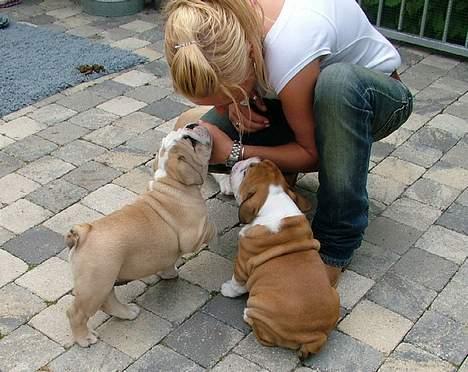 Engelsk bulldog Munthe - Min "mor" nede og hente mig og min bror i Holland... billede 4