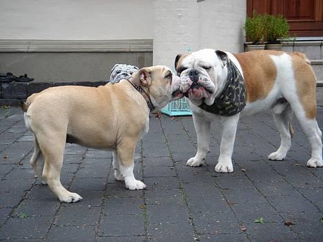 Engelsk bulldog Munthe - Nu skal du få, skal du... billede 5